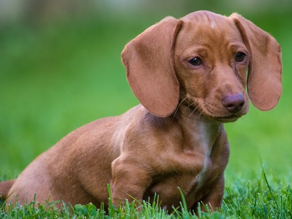 miniature-dachshund-ottawa